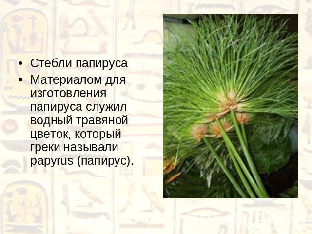 Стебли папирусаМатериалом для изготовления папируса служил водный травяной цветок, который греки называли papyrus (папирус).