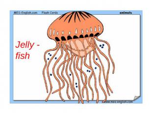 Jelly - fish