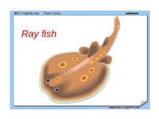 Ray fish