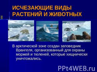 ИСЧЕЗАЮЩИЕ ВИДЫ РАСТЕНИЙ И ЖИВОТНЫХ В арктической зоне создан заповедник Врангел
