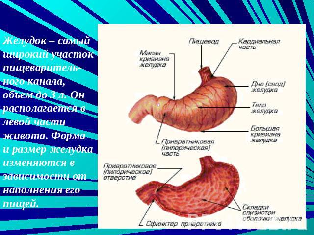 Желудок – самый широкий участок пищеваритель-ного канала, объем до 3 л. Он располагается в левой части живота. Форма и размер желудка изменяются в зависимости от наполнения его пищей.
