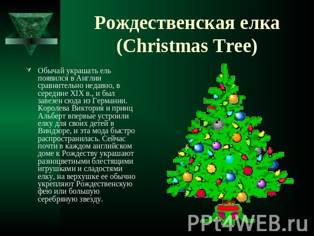 Рождественская елка(Christmas Tree) Обычай украшать ель появился в Англии сравнительно недавно, в середине XIX в., и был завезен сюда из Германии. Королева Виктория и принц Альберт впервые устроили елку для своих детей в Виндзоре, и эта мода быстро …
