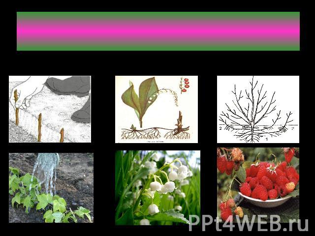 Как ещё размножаются растения:ЧеренкамиКорневищамиКорневой порослью