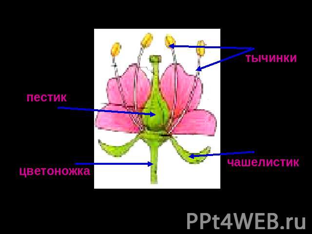Строение одиночного цветка. Цветок – орган размножения растений.На его месте образуется плод с семенами.