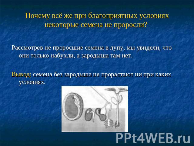 Почему всё же при благоприятных условиях некоторые семена не проросли? Рассмотрев не проросшие семена в лупу, мы увидели, что они только набухли, а зародыша там нет.Вывод: семена без зародыша не прорастают ни при каких условиях.