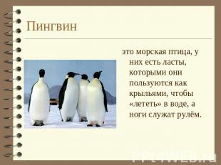 Пингвин это морская птица, у них есть ласты, которыми они пользуются как крыльям