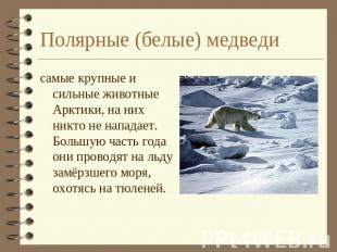 Полярные (белые) медведи самые крупные и сильные животные Арктики, на них никто