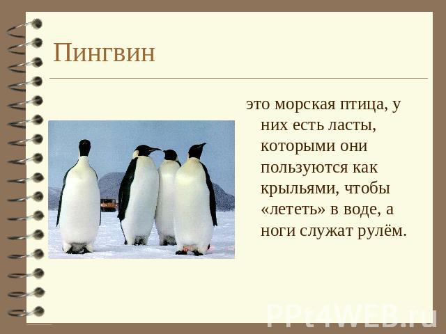 Пингвин это морская птица, у них есть ласты, которыми они пользуются как крыльями, чтобы «лететь» в воде, а ноги служат рулём.