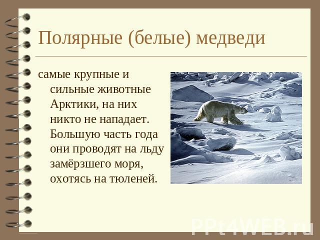 Полярные (белые) медведи самые крупные и сильные животные Арктики, на них никто не нападает. Большую часть года они проводят на льду замёрзшего моря, охотясь на тюленей.