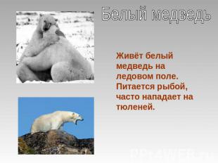 Белый медведьЖивёт белый медведь на ледовом поле. Питается рыбой, часто нападает