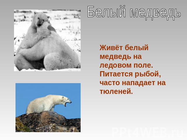 Белый медведьЖивёт белый медведь на ледовом поле. Питается рыбой, часто нападает на тюленей.
