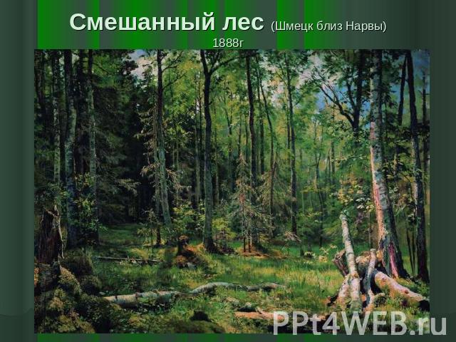 Смешанный лес (Шмецк близ Нарвы)1888г