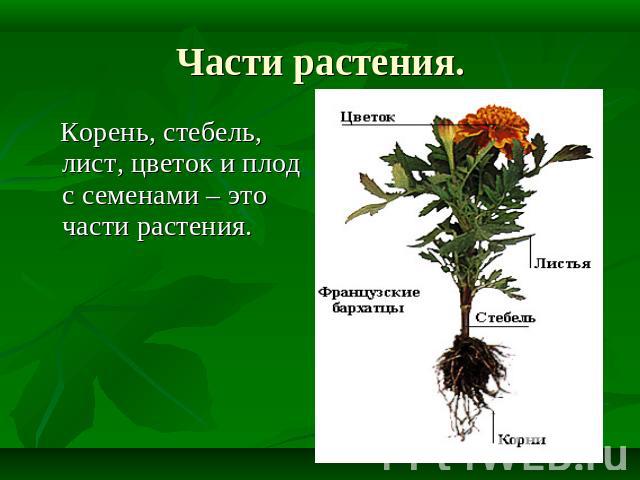 Части растения. Корень, стебель, лист, цветок и плод с семенами – это части растения.