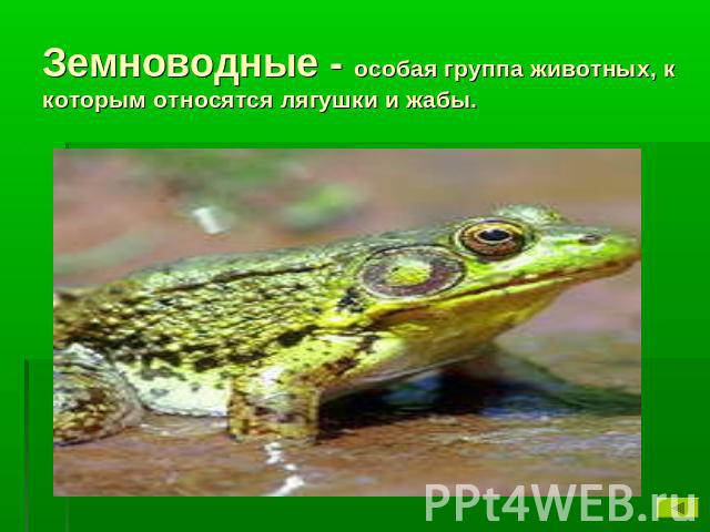 Земноводные - особая группа животных, к которым относятся лягушки и жабы.