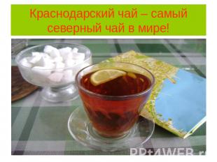Краснодарский чай – самый северный чай в мире!