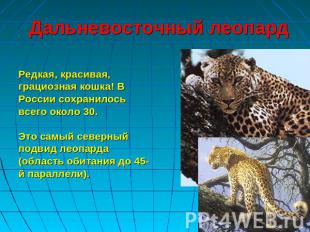 Дальневосточный леопард Редкая, красивая, грациозная кошка! В России сохранилось