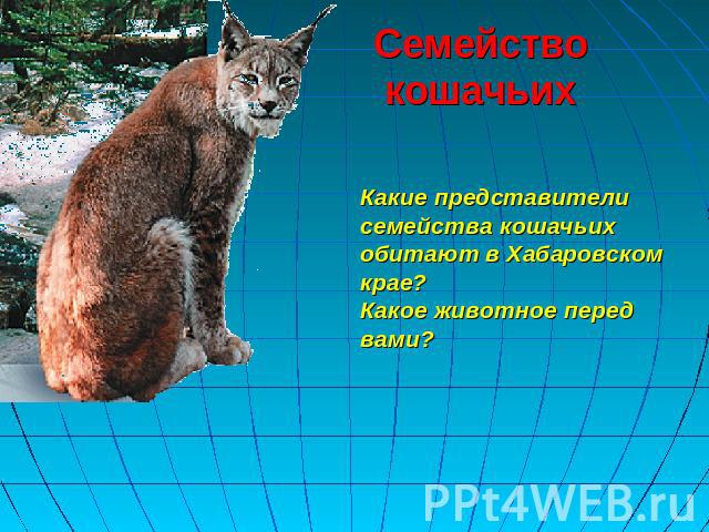 Семейство кошачьих Какие представители семейства кошачьихобитают в Хабаровском крае?Какое животное перед вами?