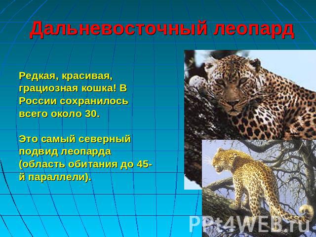 Дальневосточный леопард Редкая, красивая, грациозная кошка! В России сохранилось всего около 30.Это самый северный подвид леопарда (область обитания до 45-й параллели).