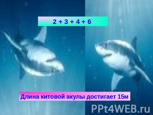 Длина китовой акулы достигает 15м