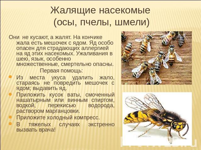 Жалящие насекомые (осы, пчелы, шмели) Они не кусают, а жалят. На кончике жала есть мешочек с ядом. Яд особо опасен для страдающих аллергией на яд этих насекомых. Ужаливания в шею, язык, особенно множественные, смертельно опасны.Первая помощь:Из мест…