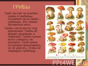ГРИБЫ Гриб состоит из шляпки, ножки и грибницы. Основная часть гриба – грибница.