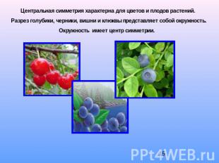 Центральная симметрия характерна для цветов и плодов растений. Разрез голубики,