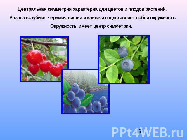 Центральная симметрия характерна для цветов и плодов растений. Разрез голубики, черники, вишни и клюквы представляет собой окружность. Окружность имеет центр симметрии.