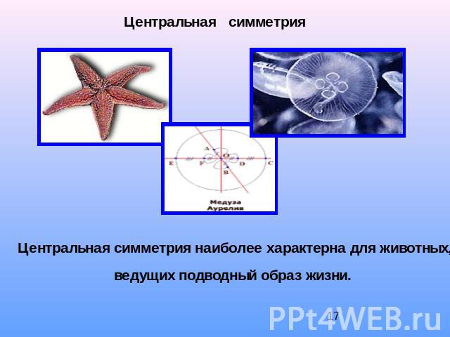 Центральная симметрияЦентральная симметрия наиболее характерна для животных, ведущих подводный образ жизни.