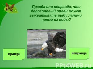 Правда или неправда, что белоголовый орлан может выхватывать рыбу лапами прямо и