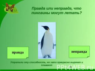 Правда или неправда, что пингвины могут летать?Утратили эту способность, но зато