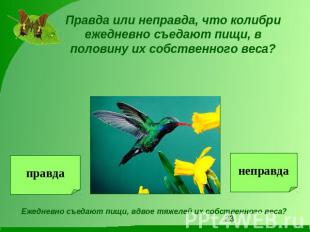 Правда или неправда, что колибри ежедневно съедают пищи, в половину их собственн