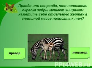 Правда или неправда, что полосатая окраска зебры мешает хищникам наметить себе о