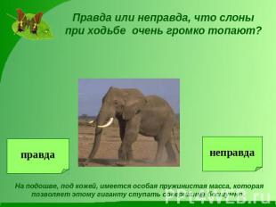 Правда или неправда, что слоны при ходьбе очень громко топают?На подошве, под ко