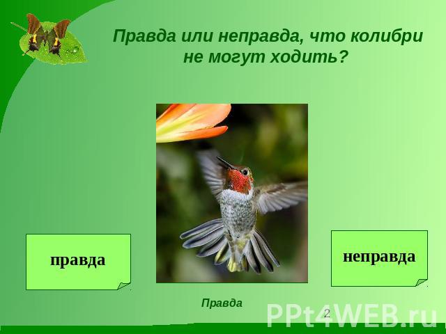 Правда или неправда, что колибри не могут ходить?