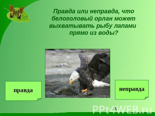 Правда или неправда, что белоголовый орлан может выхватывать рыбу лапами прямо из воды?