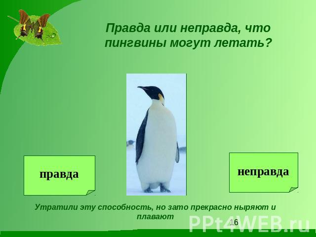 Правда или неправда, что пингвины могут летать?Утратили эту способность, но зато прекрасно ныряют и плавают