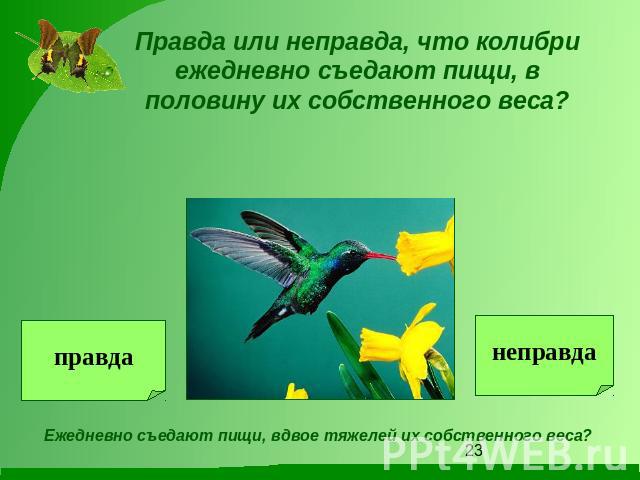 Правда или неправда, что колибри ежедневно съедают пищи, в половину их собственного веса? Ежедневно съедают пищи, вдвое тяжелей их собственного веса?