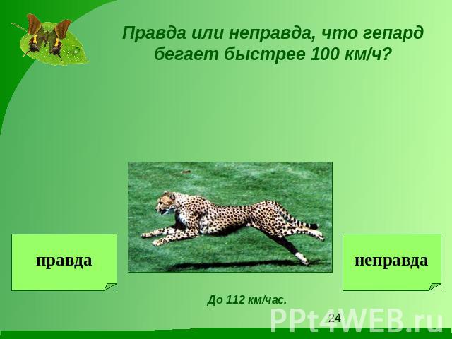 Правда или неправда, что гепард бегает быстрее 100 км/ч?До 112 км/час.