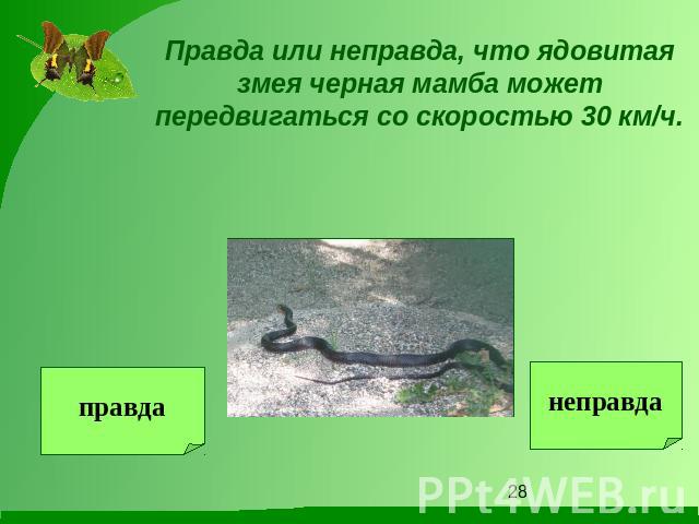 Правда или неправда, что ядовитая змея черная мамба может передвигаться со скоростью 30 км/ч.