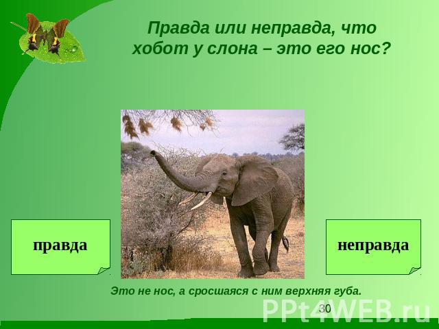 Правда или неправда, что хобот у слона – это его нос?Это не нос, а сросшаяся с ним верхняя губа.