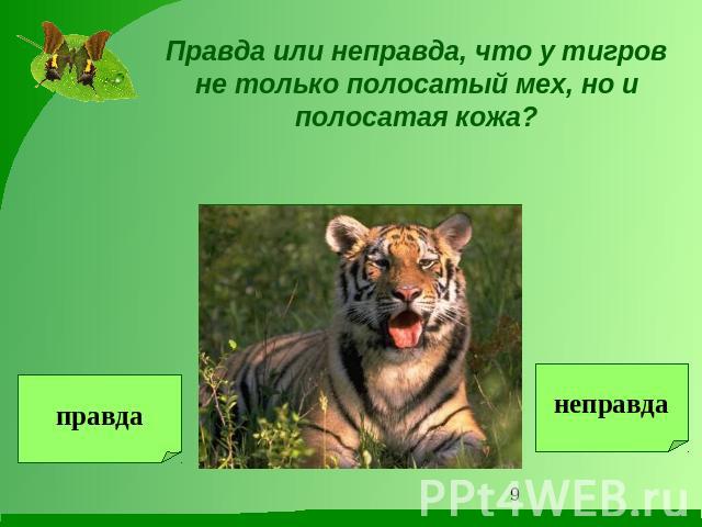 Правда или неправда, что у тигров не только полосатый мех, но и полосатая кожа?
