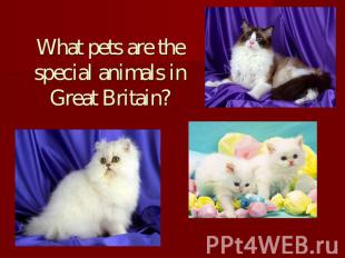 What pets are the special animals in Great Britain?