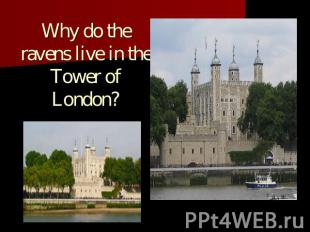 Why do the ravens live in the Tower of London?