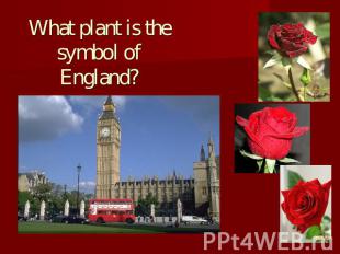 What plant is the symbol of England?