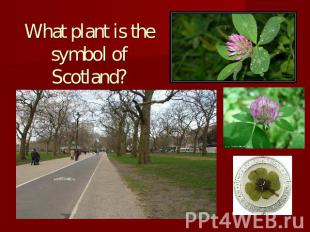 What plant is the symbol of Scotland?