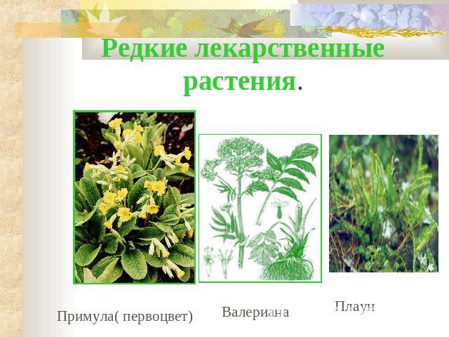 Редкие лекарственные растения. Примула( первоцвет)ВалерианаПлаун
