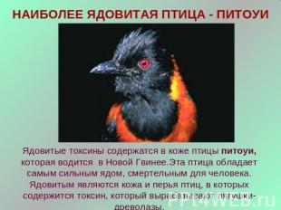 НАИБОЛЕЕ ЯДОВИТАЯ ПТИЦА - ПИТОУИЯдовитые токсины содержатся в коже птицы питоуи,