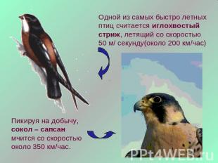 Одной из самых быстро летных птиц считается иглохвостый стриж, летящий со скорос