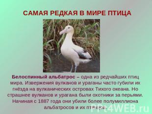 САМАЯ РЕДКАЯ В МИРЕ ПТИЦАБелоспинный альбатрос – одна из редчайших птиц мира. Из
