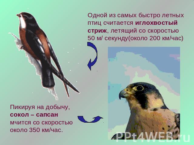 Одной из самых быстро летных птиц считается иглохвостый стриж, летящий со скоростью 50 м/ секунду(около 200 км/час)Пикируя на добычу, сокол – сапсан мчится со скоростью около 350 км/час.